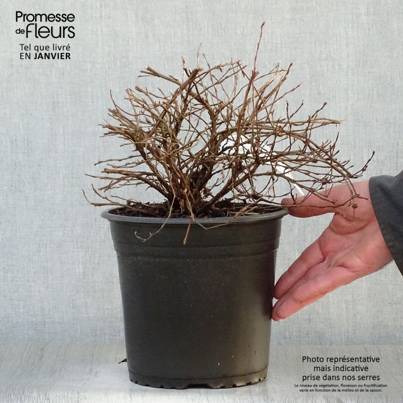 Amostra de Potentille arbustive - Potentilla fruticosa Double Punch Cream Vaso de 3 L/4 L tal como entregue no inverno