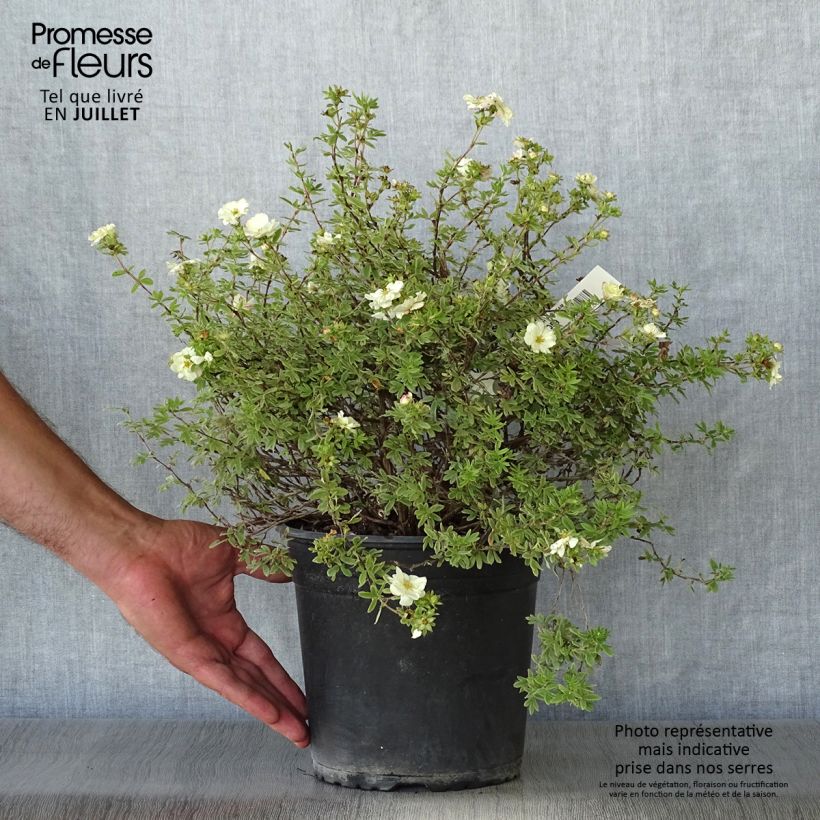 Amostra de Potentilla fruticosa Double Punch Cream Vaso de 3 L/4 L tal como entregue no verão