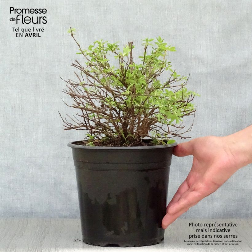 Amostra de Potentilla fruticosa Double Punch Cream Vaso de 3 L/4 L tal como entregue na primavera