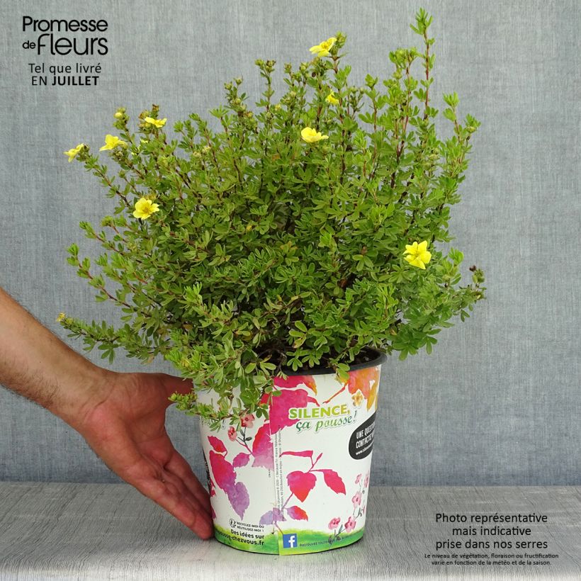 Amostra de Potentilla fruticosa Double Punch Gold Vaso de 2 L/3 L tal como entregue no verão