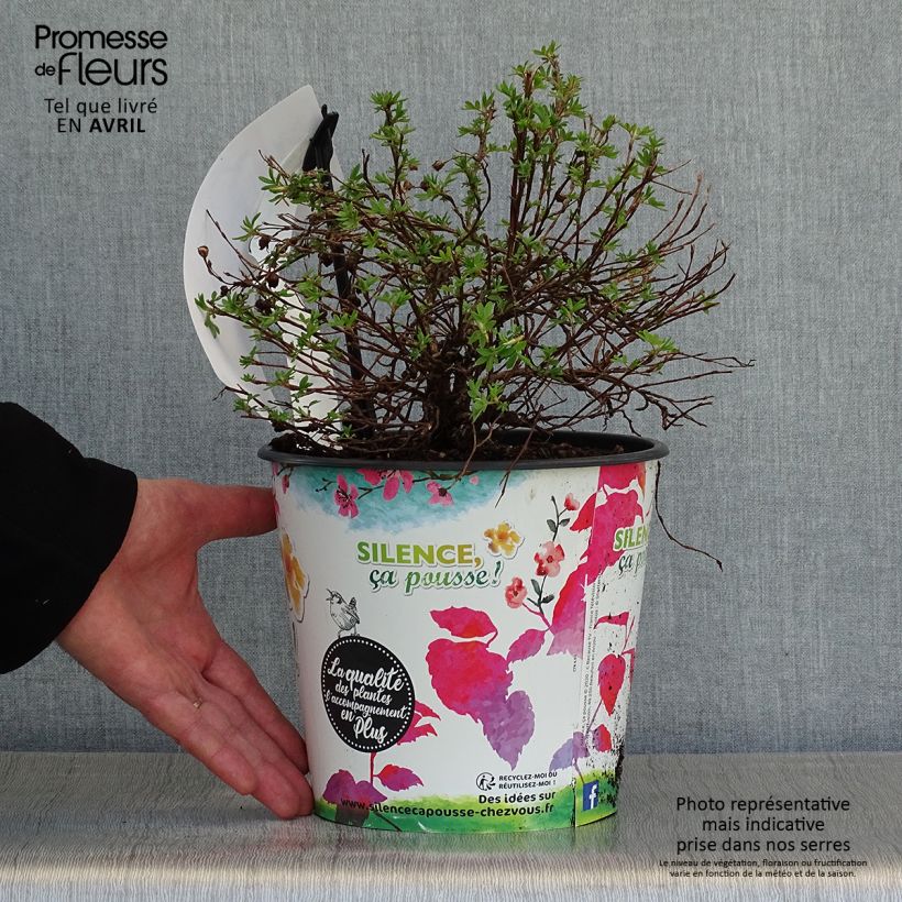 Amostra de Potentilla fruticosa Double Punch Gold Vaso de 2 L/3 L tal como entregue na primavera