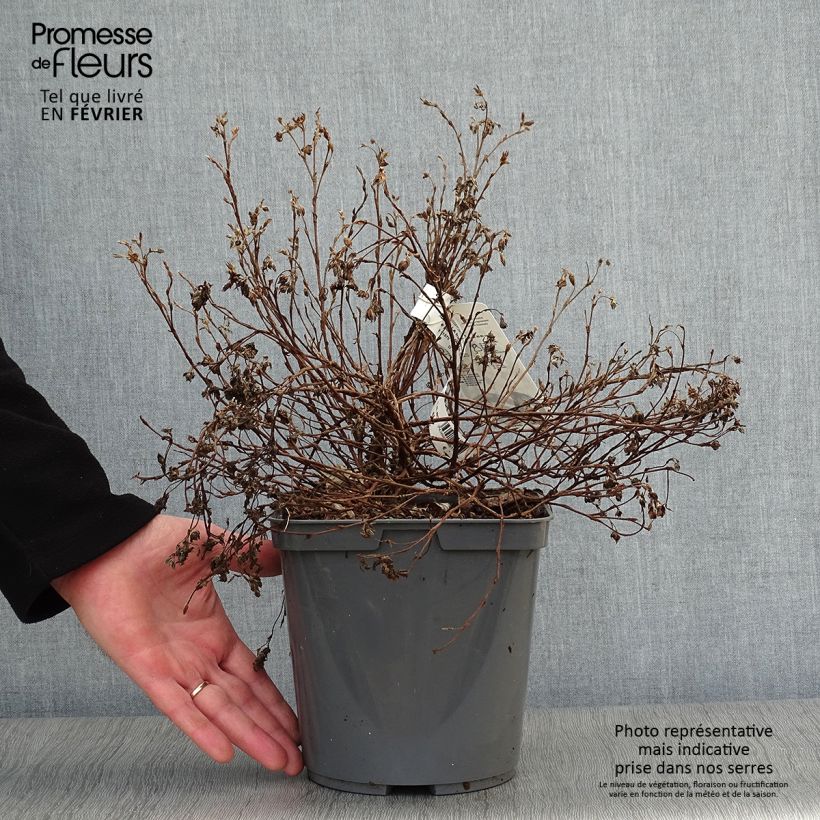 Amostra de Potentille arbustive - Potentilla fruticosa Double Punch Peach Vaso de 3 L/4 L tal como entregue no inverno