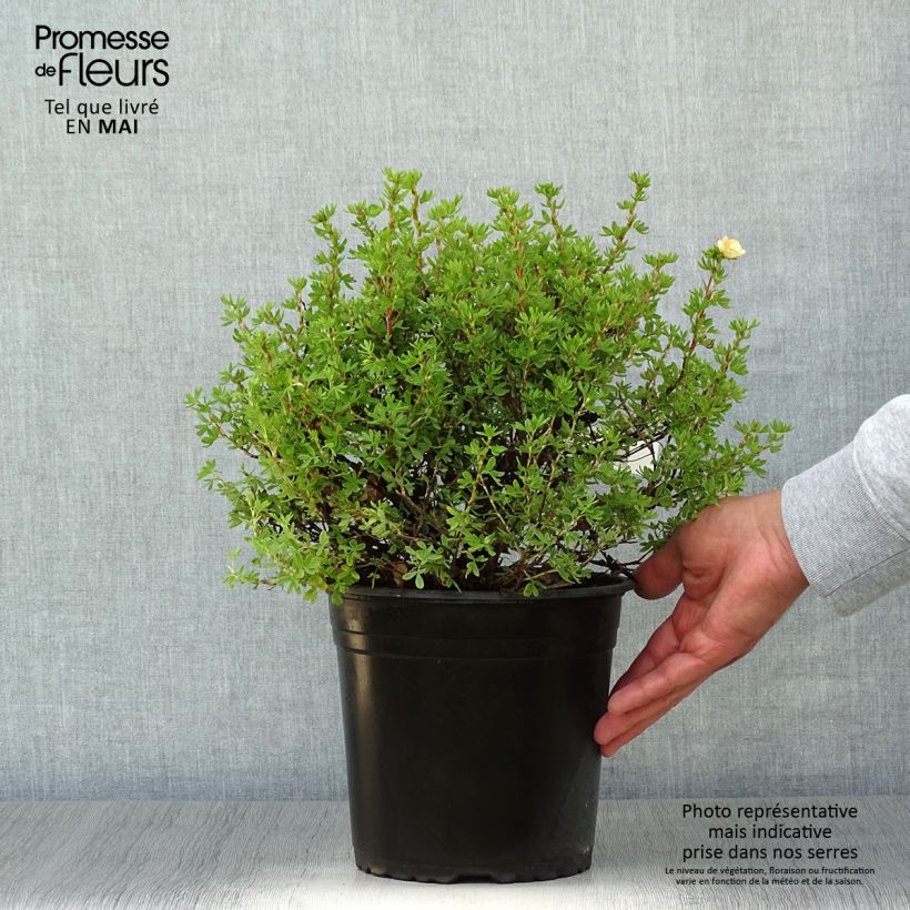 Amostra de Potentilla fruticosa Double Punch Peach Vaso de 3 L/4 L tal como entregue na primavera