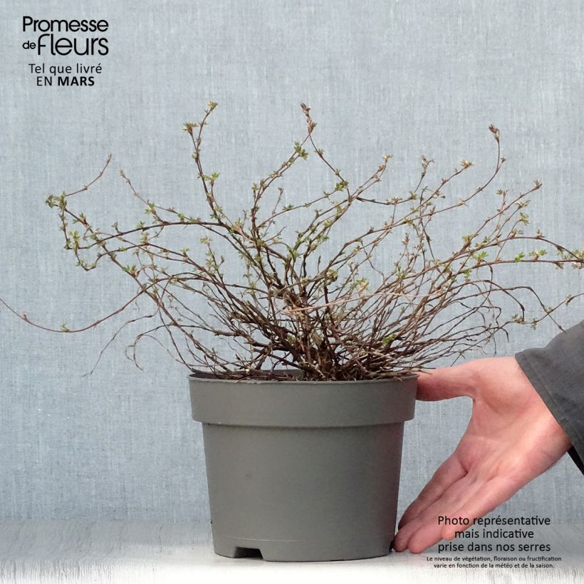Amostra de Potentilla fruticosa Elisabeth Vaso de 2 L/3 L tal como entregue na primavera