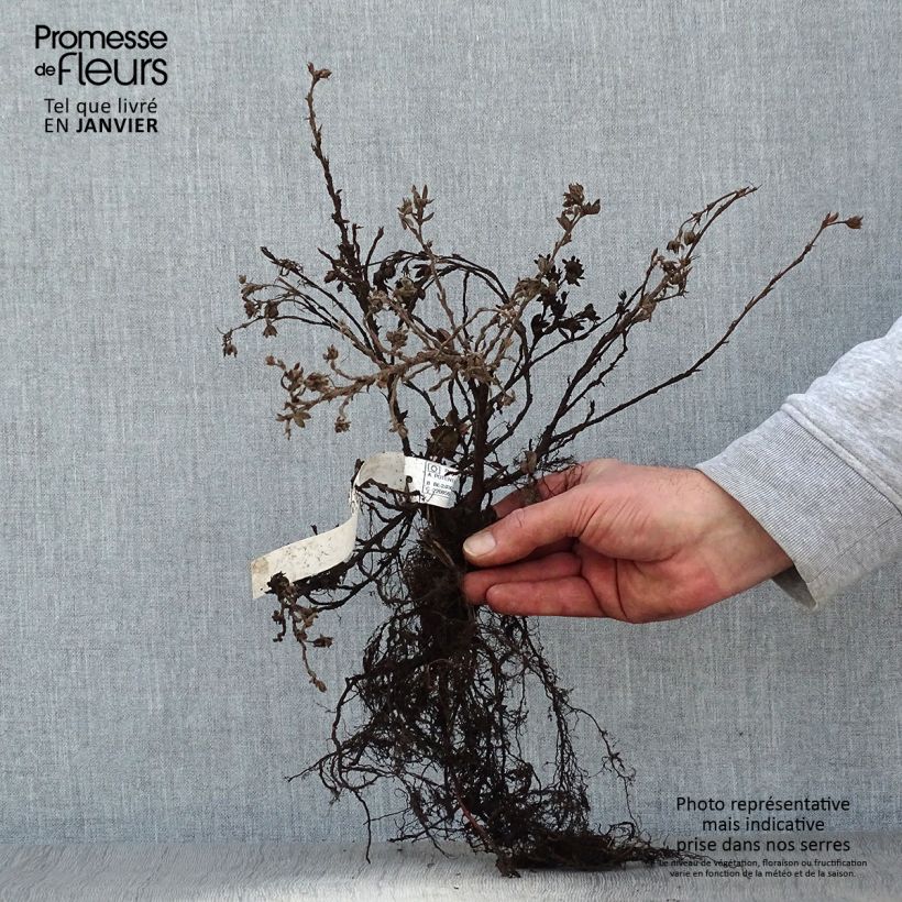 Amostra de Potentille arbustive - Potentilla fruticosa Elisabeth Raízes nuas tal como entregue no inverno