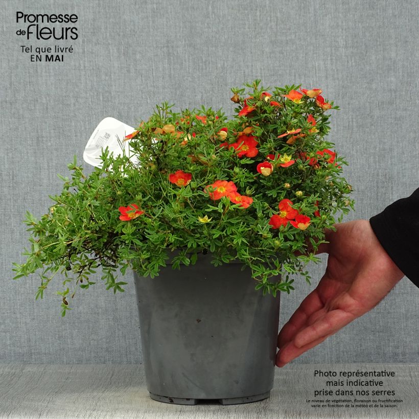 Amostra de Potentilla fruticosa Red Joker Vaso de 3 L/4 L tal como entregue na primavera