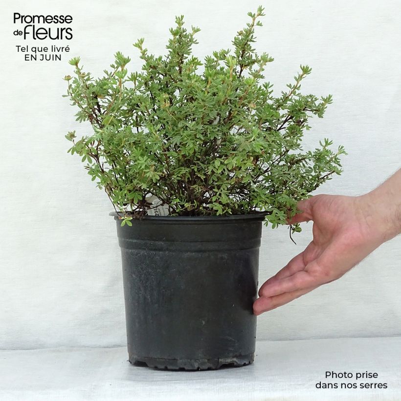 Amostra de Potentilla fruticosa Red'issima Vaso de 4 L/5 L tal como entregue no verão