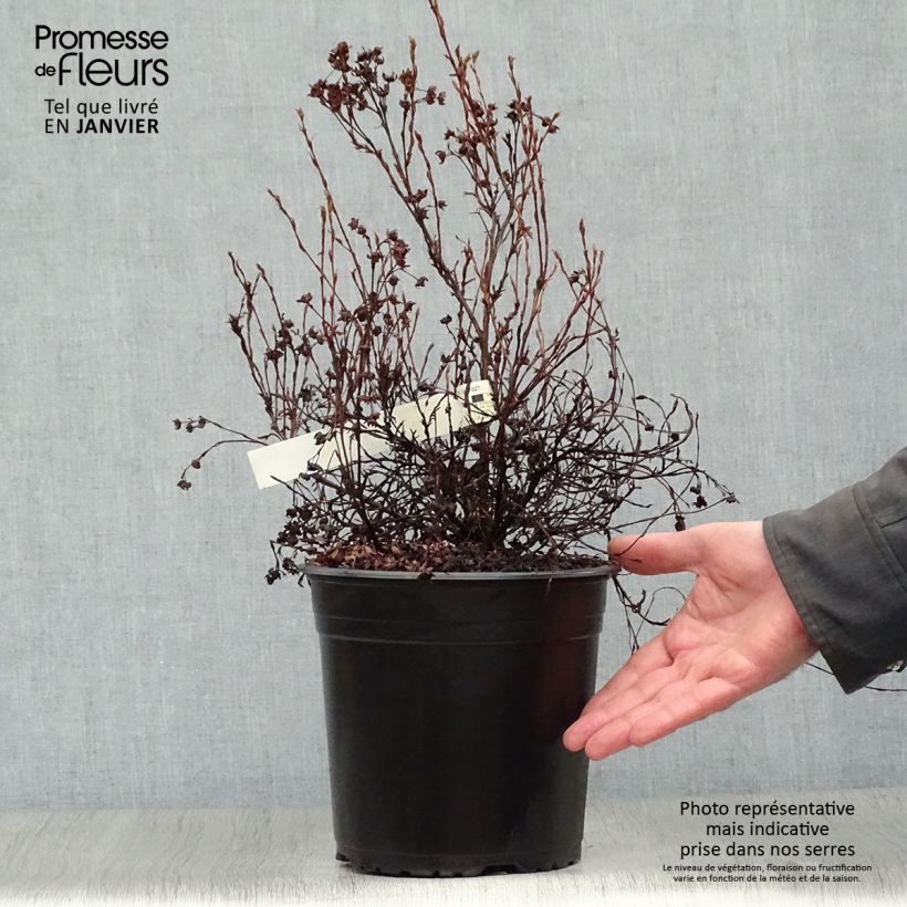 Amostra de Potentille arbustive - Potentilla fruticosa Red'issima Vaso de 4 L/5 L tal como entregue no inverno
