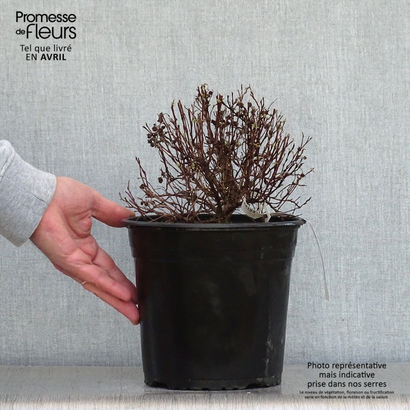 Amostra de Potentilla fruticosa Red'issima Vaso de 4 L/5 L tal como entregue na primavera