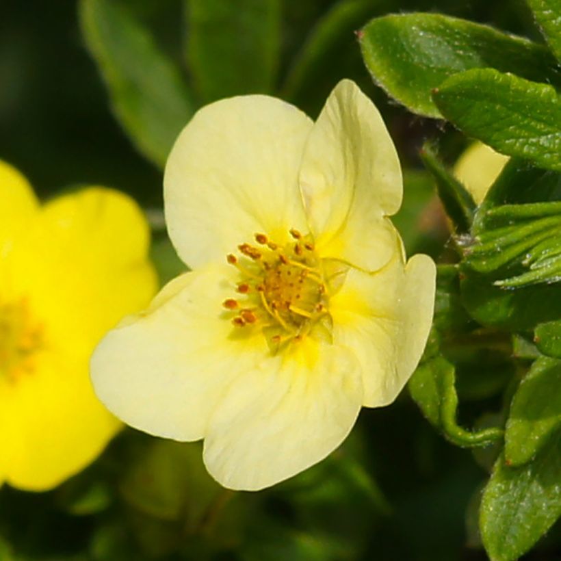 Potentilla fruticosa Sommerflor (Floração)