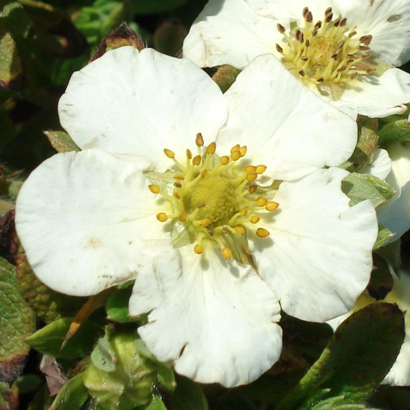 Potentilla fruticosa Tilford Cream (Floração)