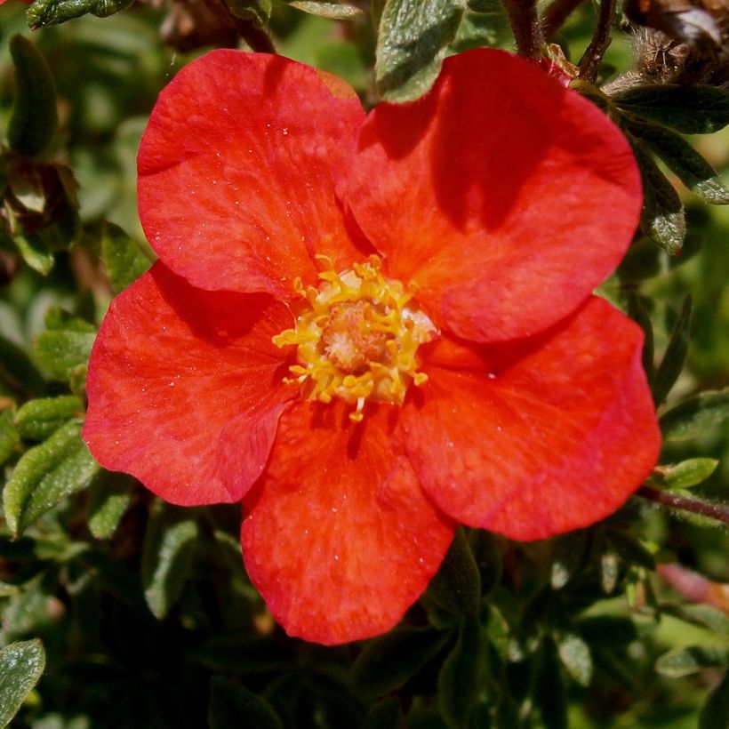 Potentilla fruticosa Red Lady (Floração)
