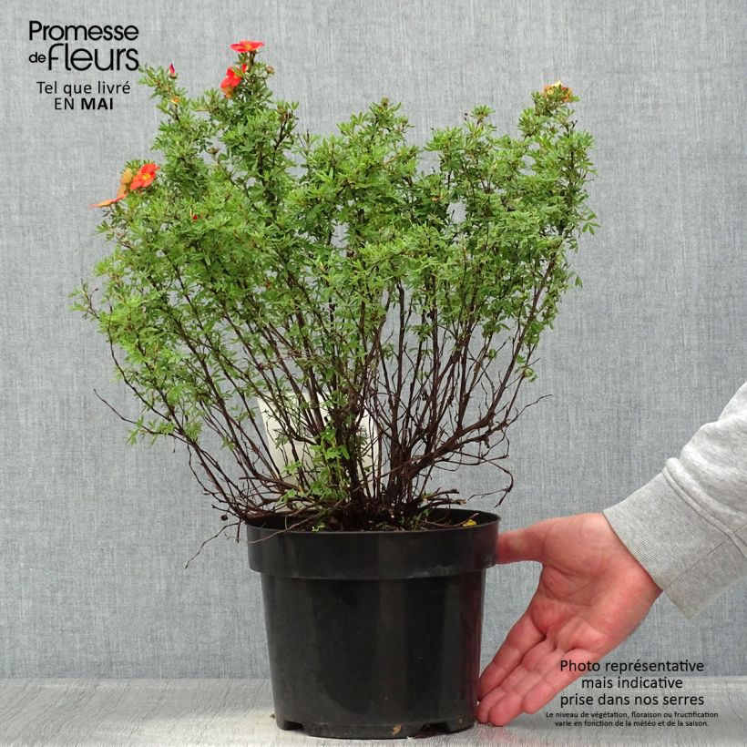 Amostra de Potentilla fruticosa Red Lady Vaso de 2 L/3 L tal como entregue na primavera
