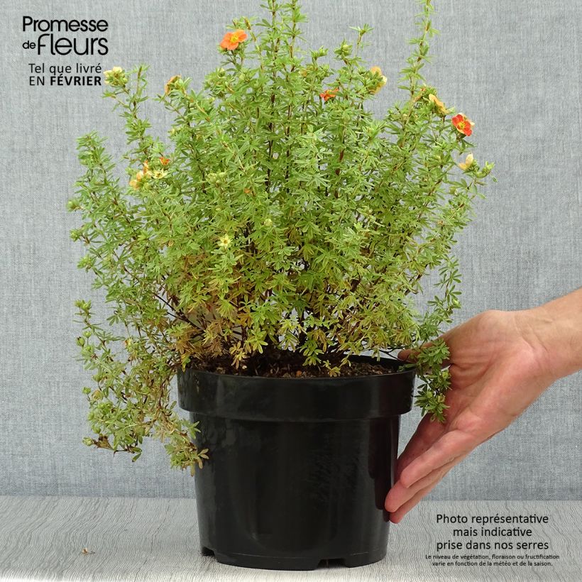 Amostra de Potentilla fruticosa Orangissima Vaso de 4 L/5 L tal como entregue no outono