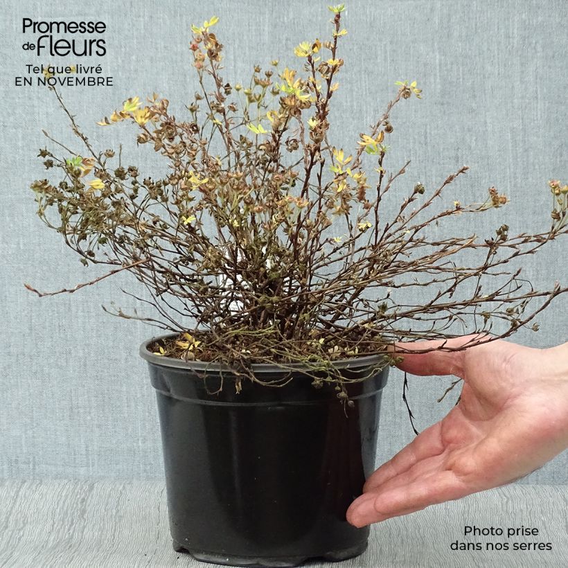 Amostra de Potentilla fruticosa Abbotswood Vaso de 2 L/3 L tal como entregue no outono