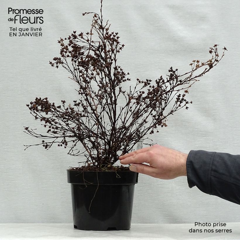 Amostra de Potentilla fruticosa Abbotswood Vaso de 2 L/3 L tal como entregue no inverno