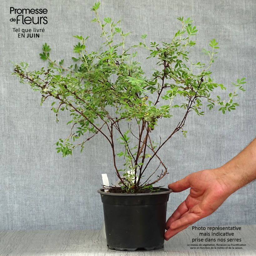 Amostra de Potentilla fruticosa Abbotswood Vaso de 2 L/3 L tal como entregue no verão