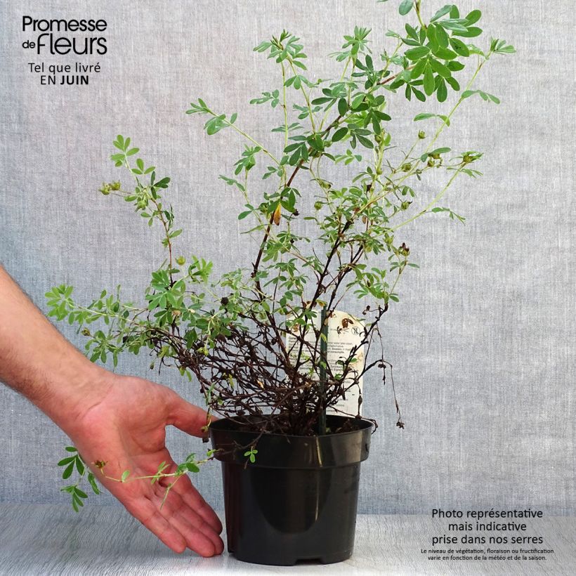Amostra de Potentilla fruticosa Abbotswood Vaso de 1 L/1,5 L tal como entregue no verão