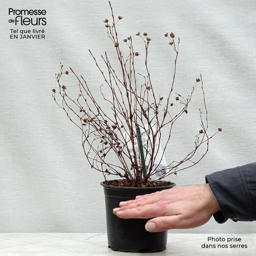 Amostra de Potentilla fruticosa Abbotswood Vaso de 1 L/1,5 L tal como entregue no inverno