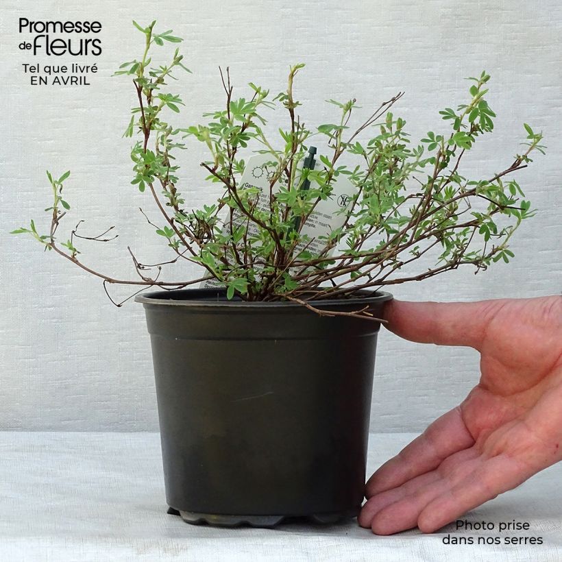 Amostra de Potentilla fruticosa Abbotswood Vaso de 1 L/1,5 L tal como entregue na primavera