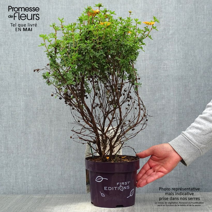 Amostra de Potentilla fruticosa Mandarin Tango Vaso de 2 L/3 L tal como entregue na primavera