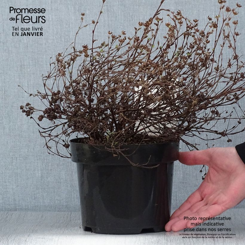 Amostra de Potentilla fruticosa Medicine Wheel Mountain - Potentille arbustive Vaso de 2 L/3 L tal como entregue no inverno