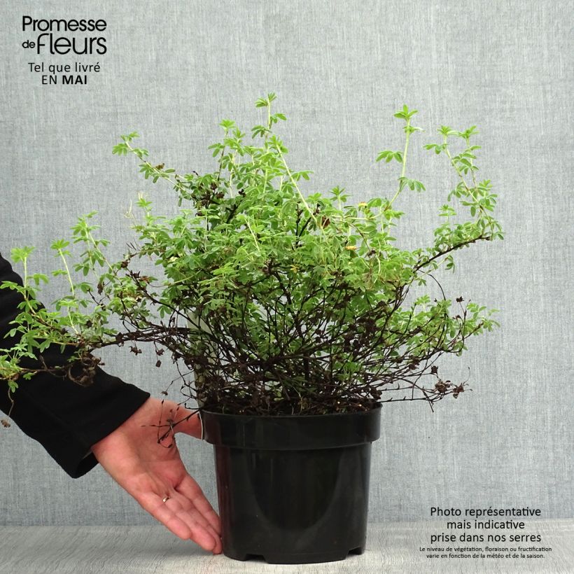 Amostra de Potentilla fruticosa Medicine Wheel Mountain Vaso de 2 L/3 L tal como entregue na primavera