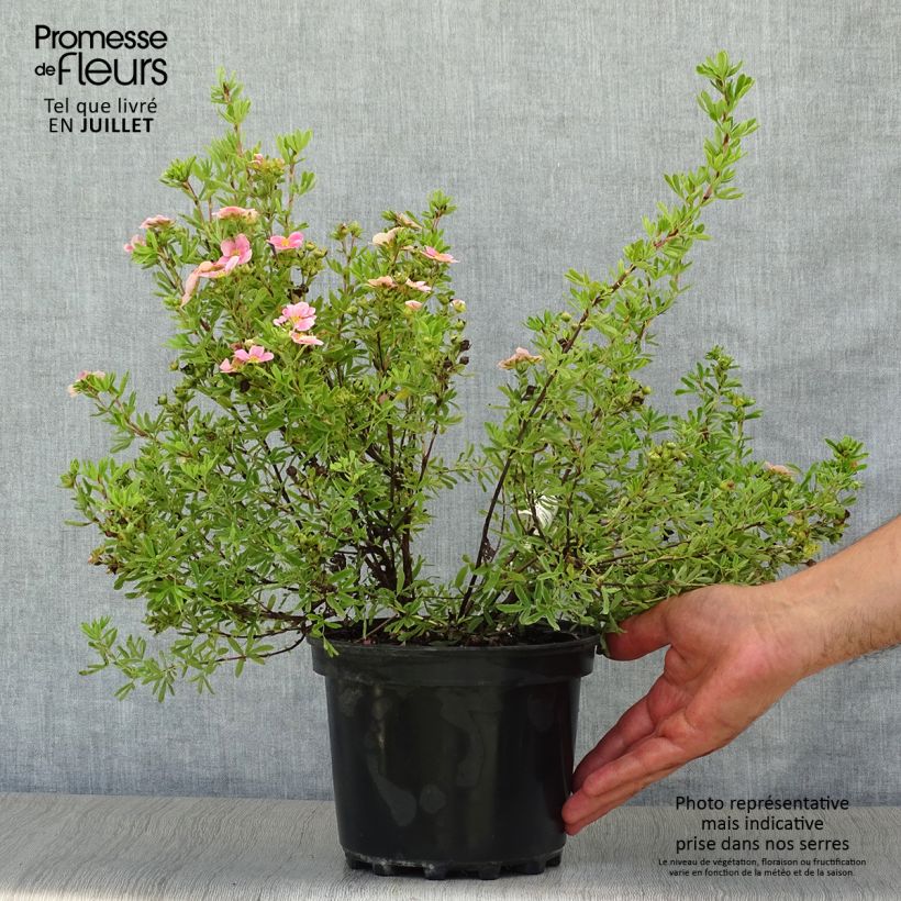 Amostra de Potentilla fruticosa Pink Paradise Vaso de 2 L/3 L tal como entregue no verão