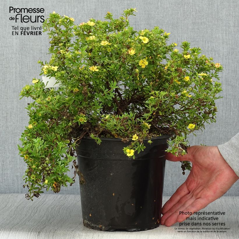 Amostra de Potentilla fruticosa Solar'issima Vaso de 4 L/5 L tal como entregue no outono