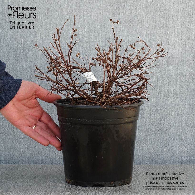 Amostra de Potentilla fruticosa Solar'issima - Potentille arbustive Vaso de 4 L/5 L tal como entregue no inverno