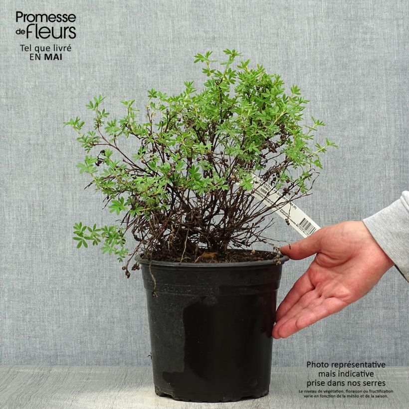 Amostra de Potentilla fruticosa Solar'issima Vaso de 4 L/5 L tal como entregue na primavera