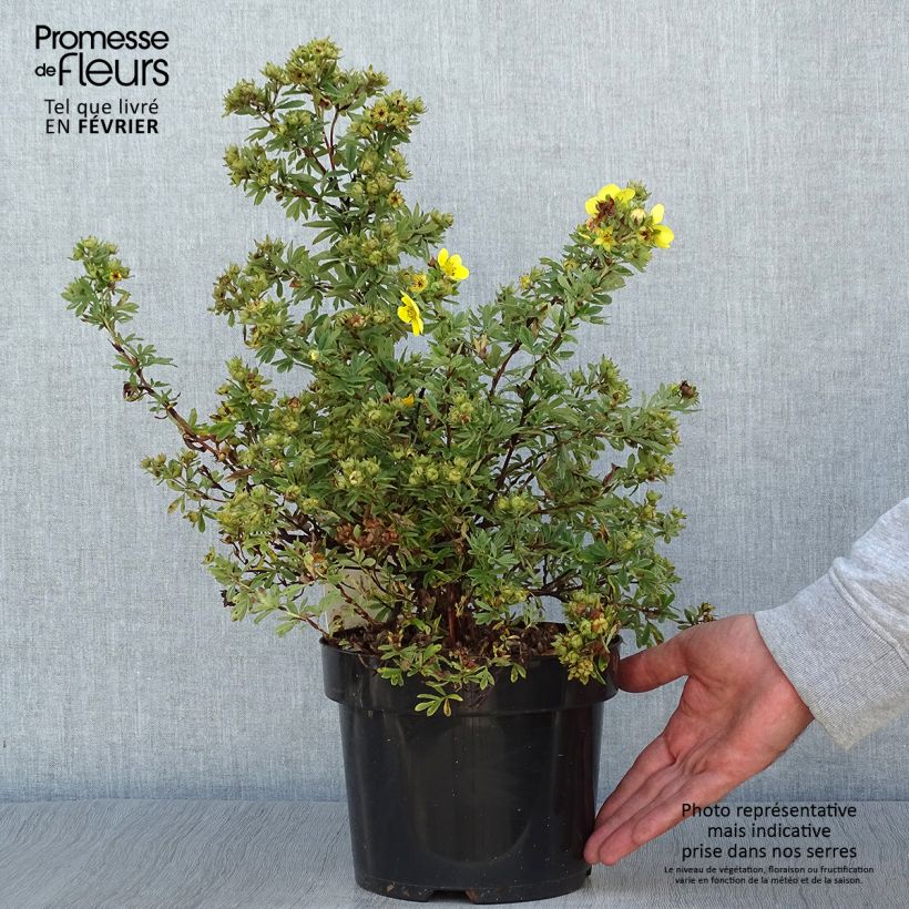 Amostra de Potentilla fruticosa Sommerflor- Potentille arbustive Pot de 2L/3L tal como entregue no outono