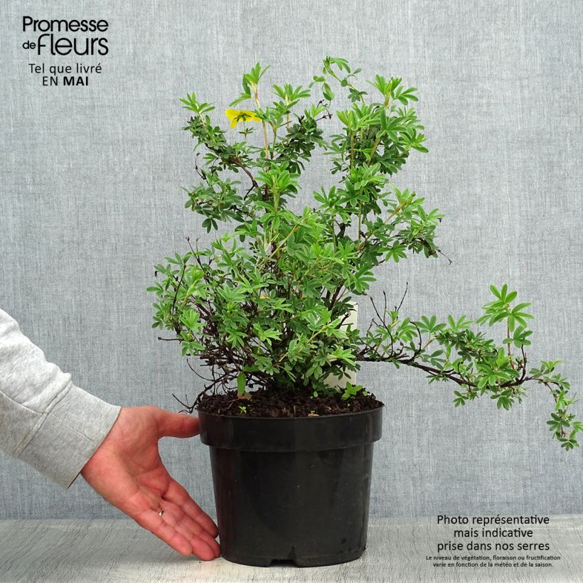 Amostra de Potentilla fruticosa Sommerflor Vaso de 2 L/3 L tal como entregue na primavera