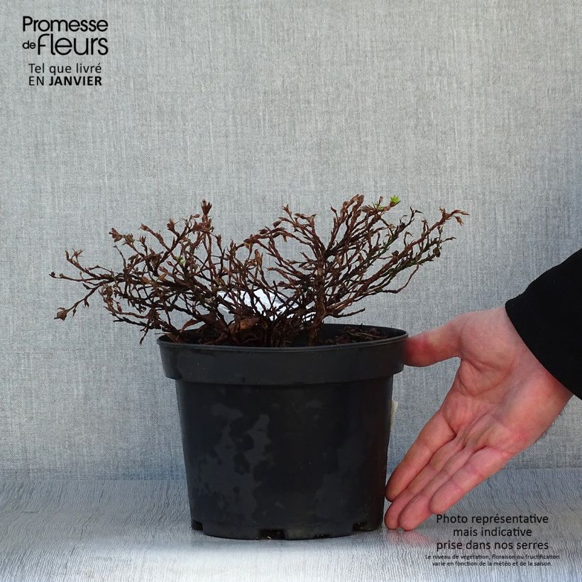 Amostra de Potentilla fruticosa Tilford Cream- Potentille arbustive Vaso de 2 L/3 L tal como entregue no inverno