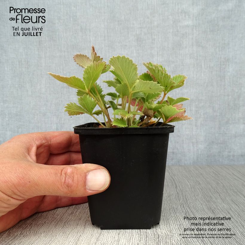 Amostra de Potentilla atrosanguinea Vaso de 8/9 cm tal como entregue no verão