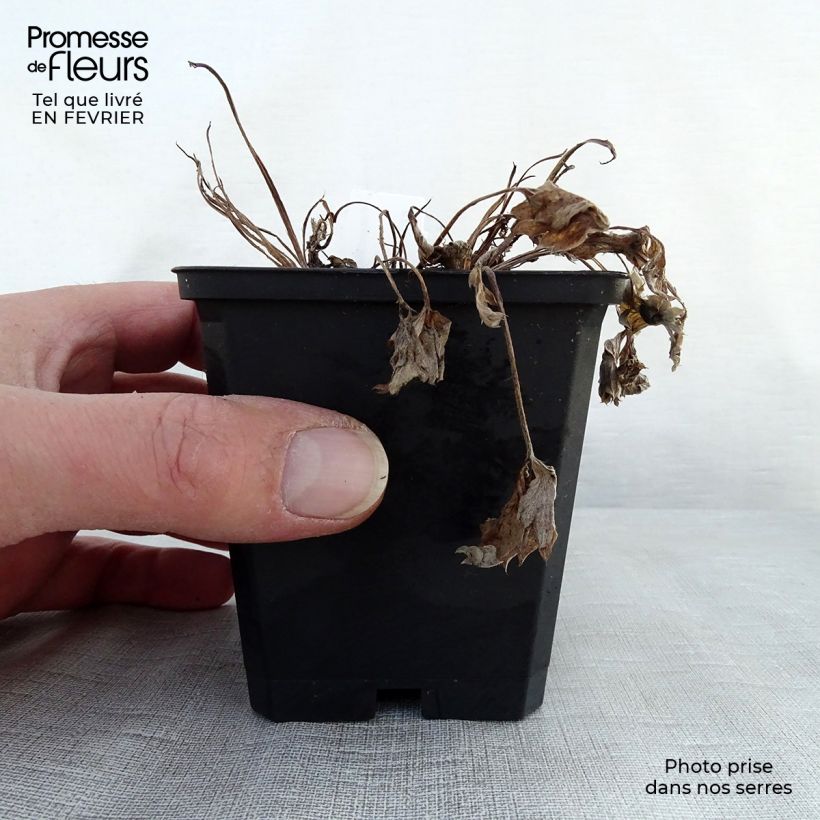 Amostra de Potentille sanguine - Potentilla atrosanguinea Godet de 8/9 cm tal como entregue no inverno