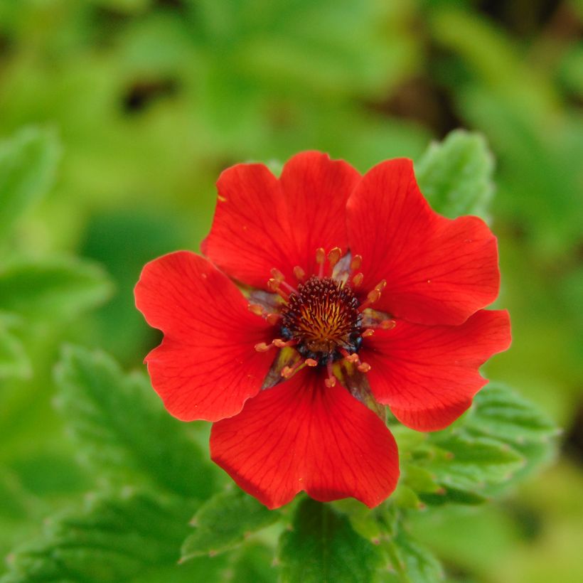 Potentilla Gibson's Scarlet (Floração)