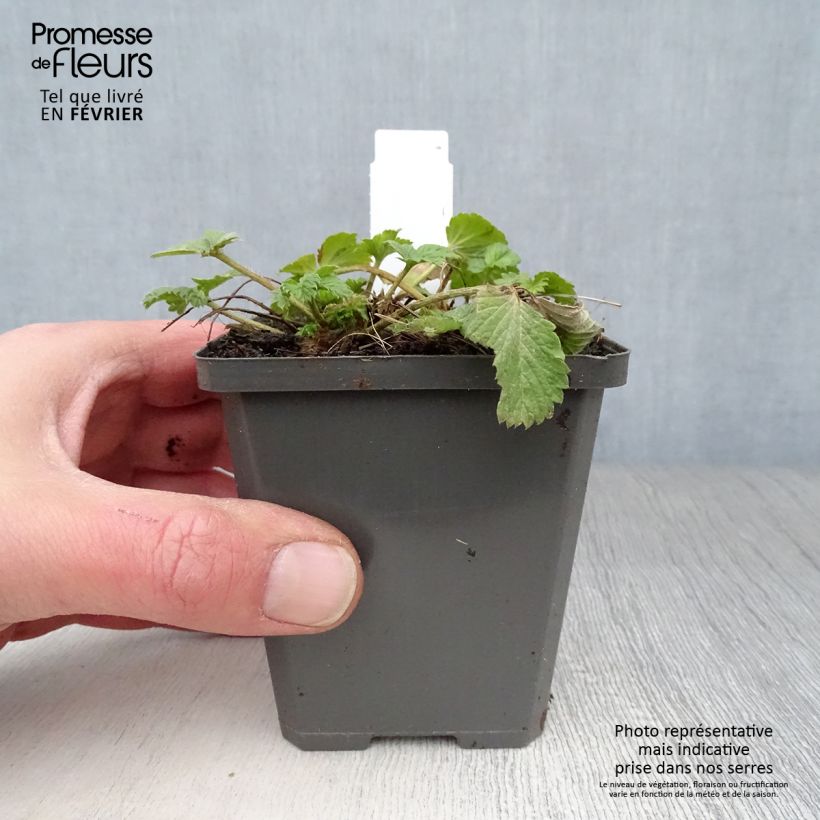 Amostra de Potentilla Gibson's Scarlet Vaso de 8/9 cm tal como entregue no inverno