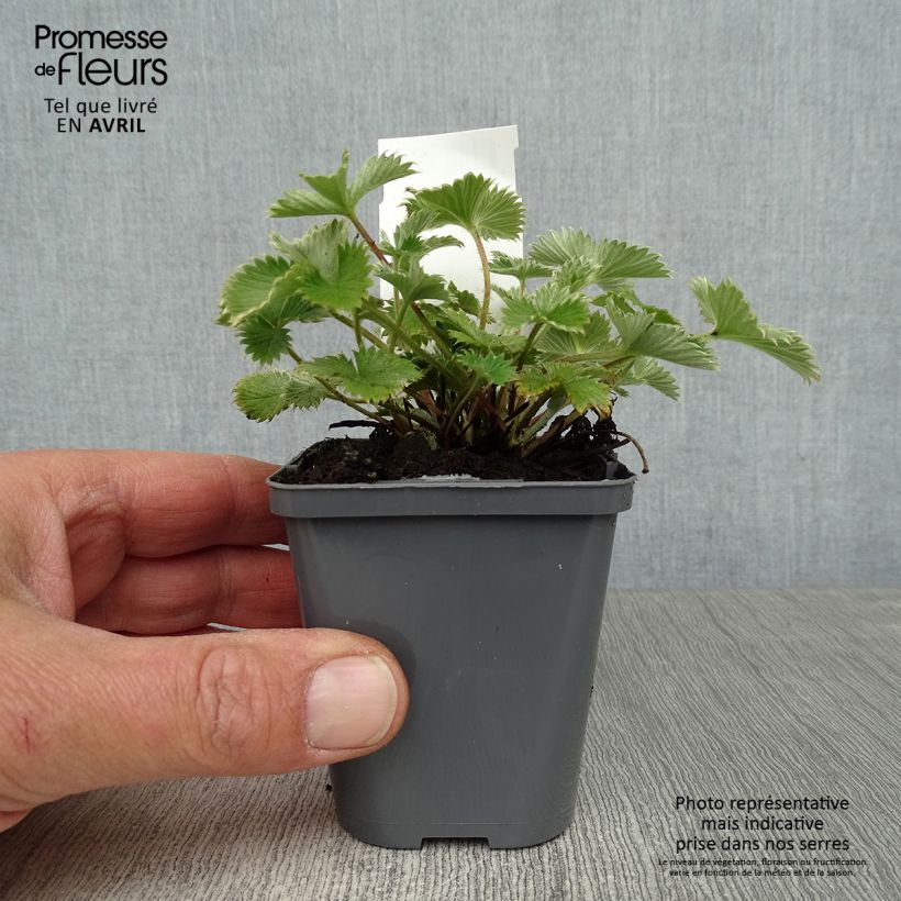 Amostra de Potentilla Gibson's Scarlet Vaso de 8/9 cm tal como entregue na primavera