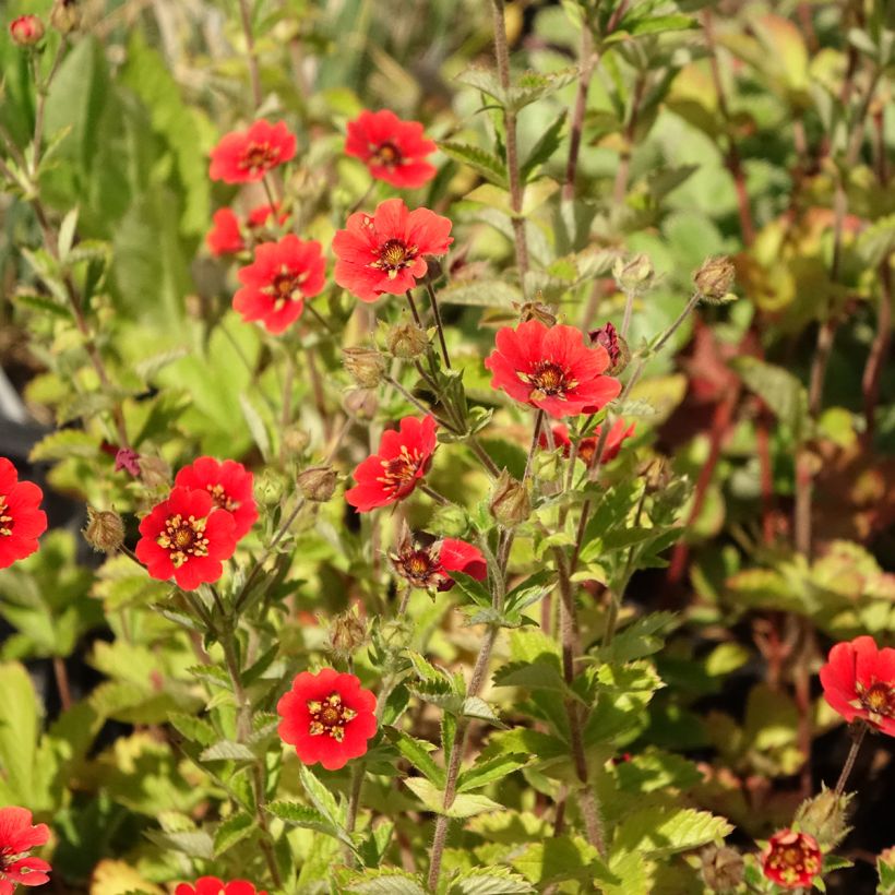 Potentilla Gibson's Scarlet (Floração)