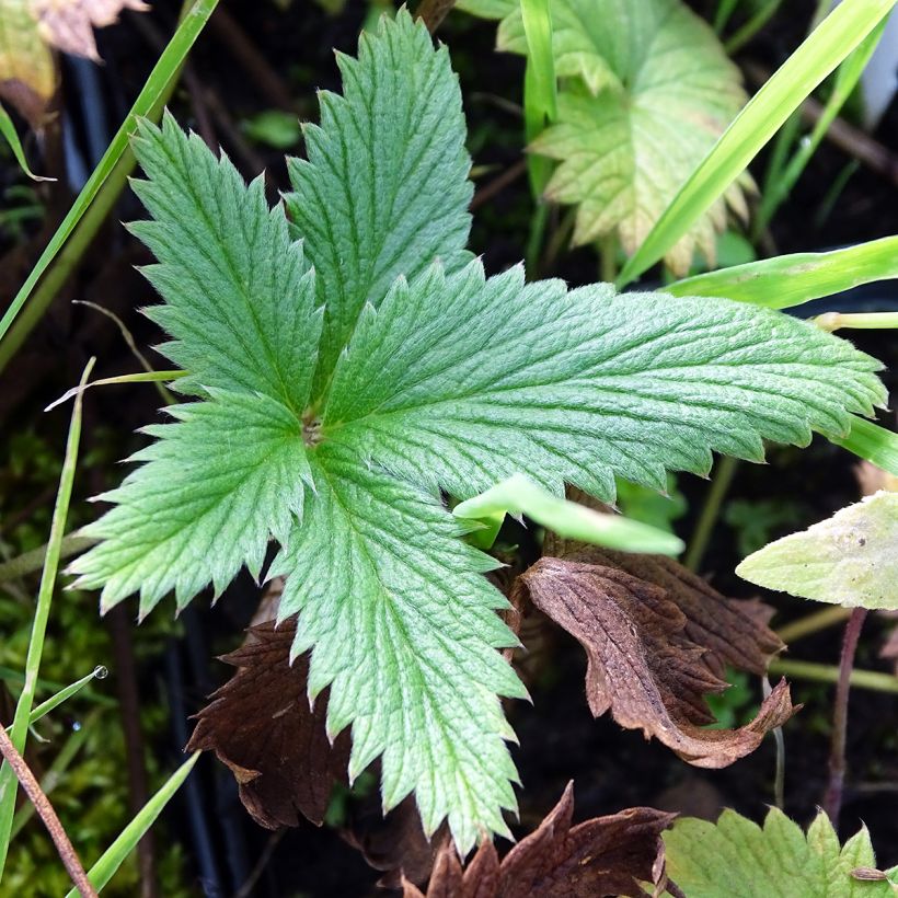 Potentilla William Rollison (Folhagem)