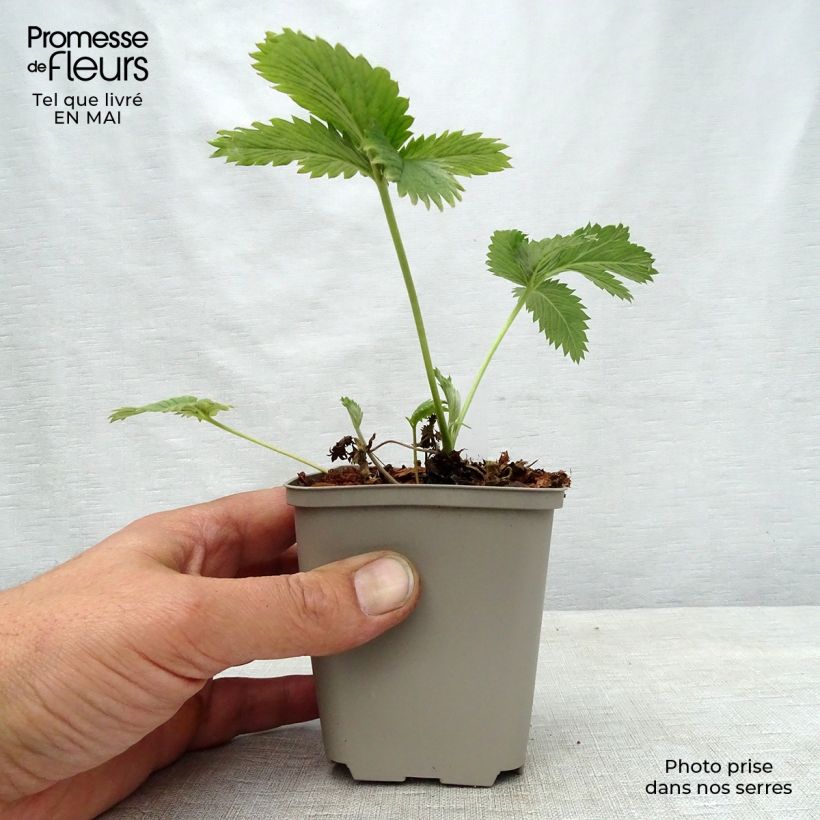 Amostra de Potentilla William Rollison Vaso de 8/9 cm tal como entregue na primavera