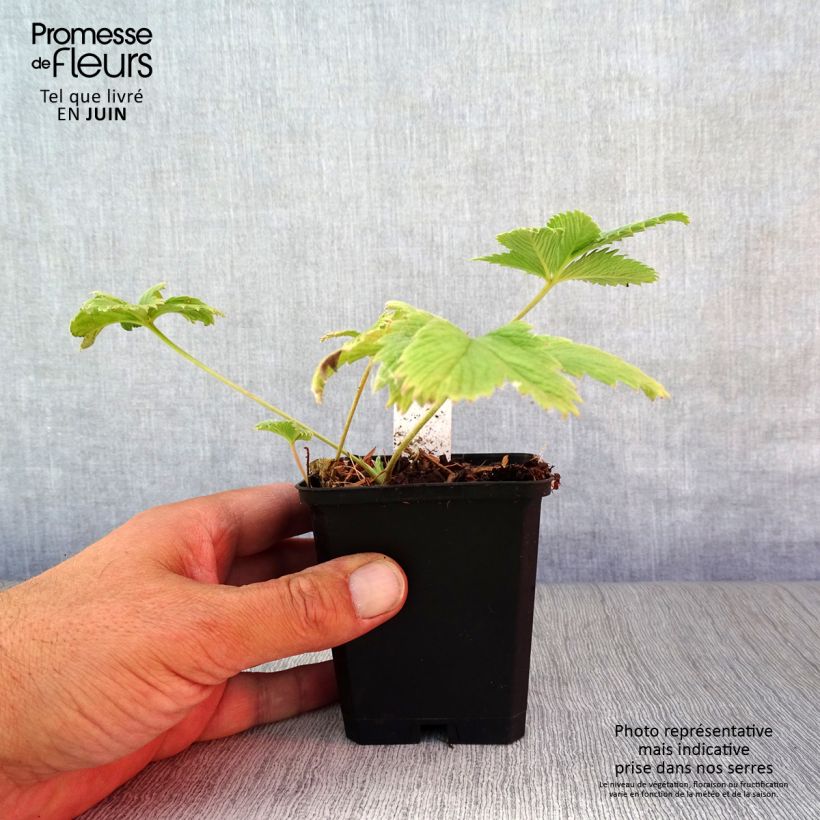 Amostra de Potentilla William Rollison Vaso de 8/9 cm tal como entregue no verão
