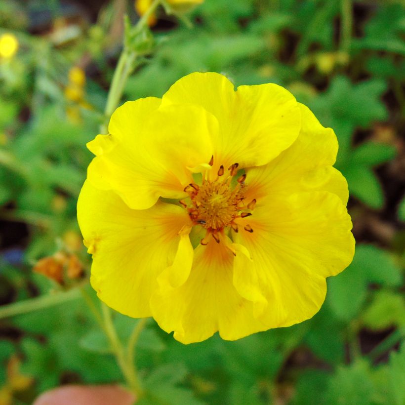 Potentilla Yellow Queen (Floração)