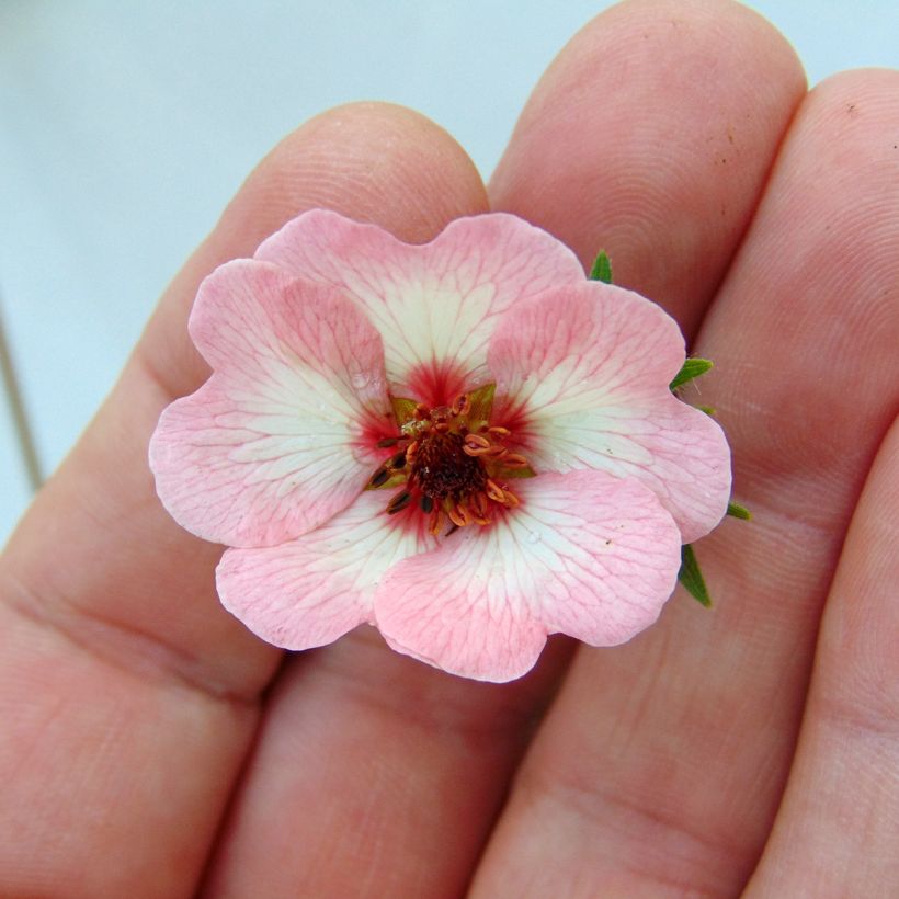 Potentilla hopwoodiana (Floração)