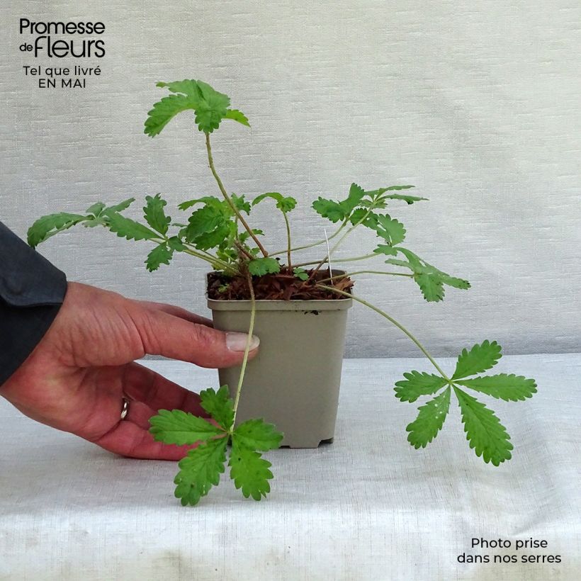 Amostra de Potentilla hopwoodiana Vaso de 8/9 cm tal como entregue na primavera