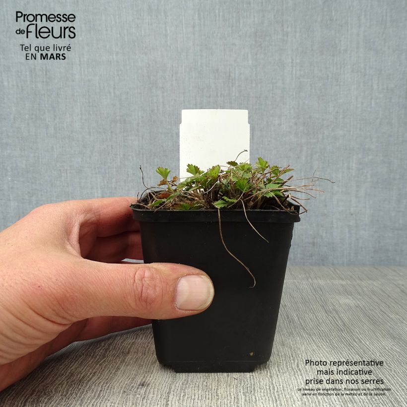 Amostra de Potentilla tonguei Vaso de 8/9 cm tal como entregue na primavera