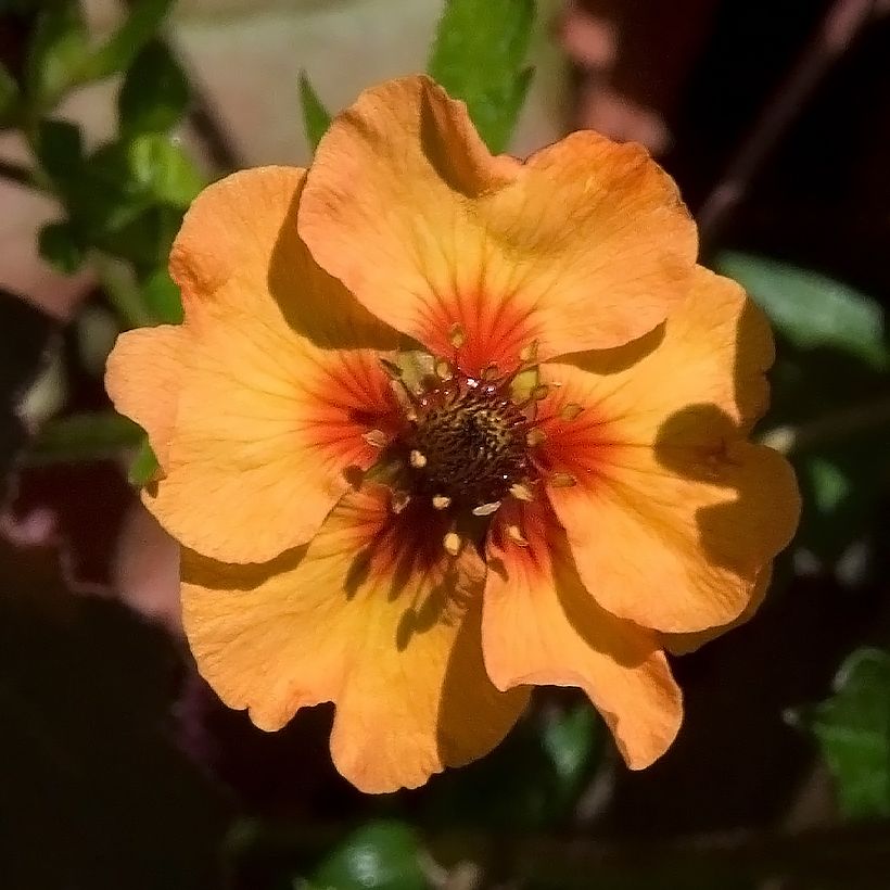 Potentilla tonguei (Floração)