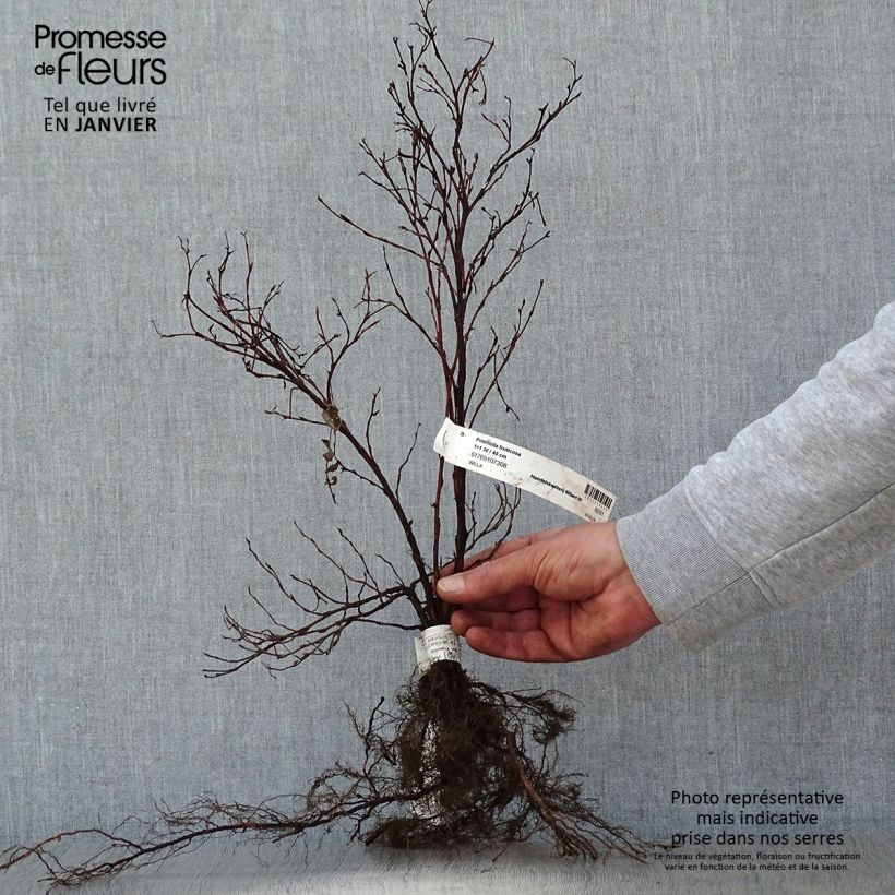 Amostra de Potentilla fruticosa - Potentille arbustive Raízes nuas tal como entregue no inverno