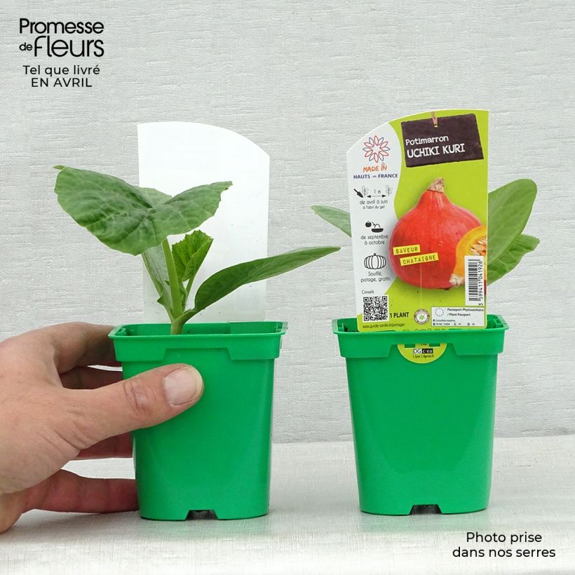 Amostra de Potimarron Uchiki-Kuri en plants Vaso de 10 cm/11 cm tal como entregue na primavera